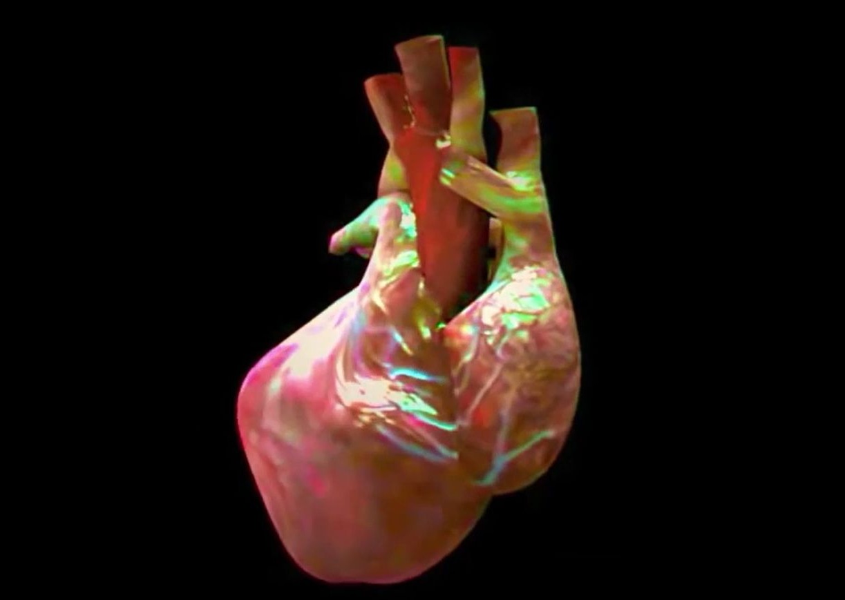 Анатомия Анатомия