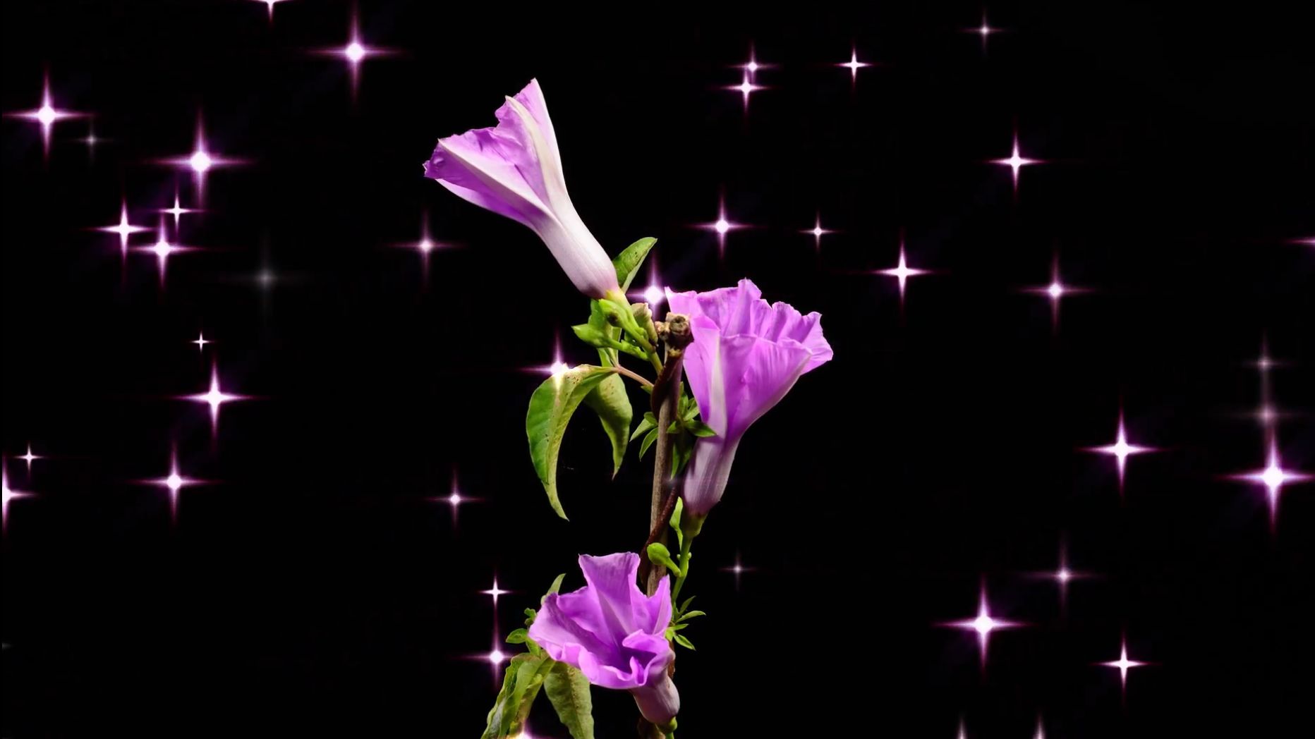 Растения Растения